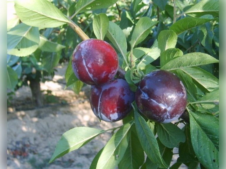 EARLY-QUEEN-2-800x640