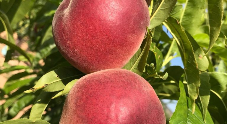 amandina beyaz şeftali