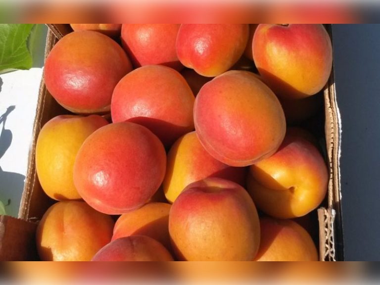 flopria-1024x1024-1-1024x640