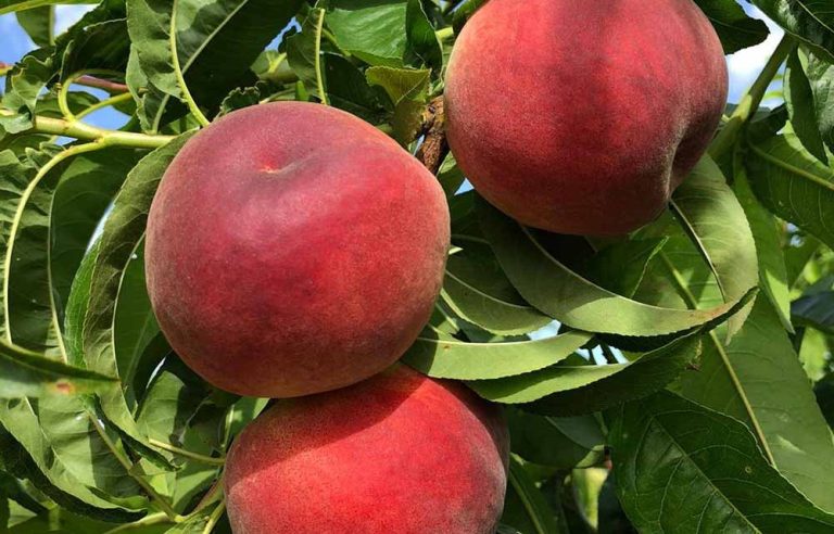 marmara beyaz şeftali