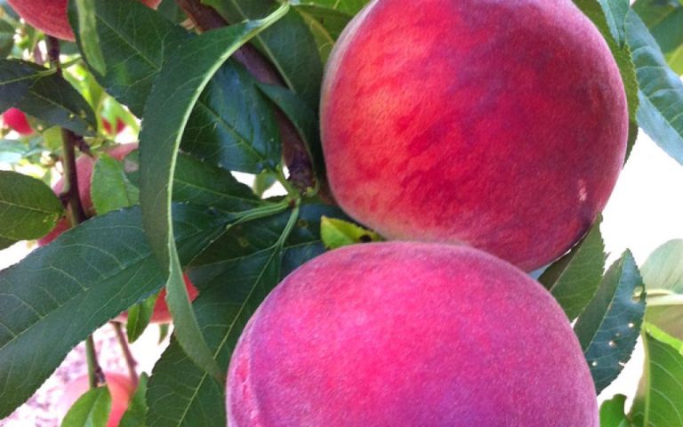 pamela-beyaz şeftali