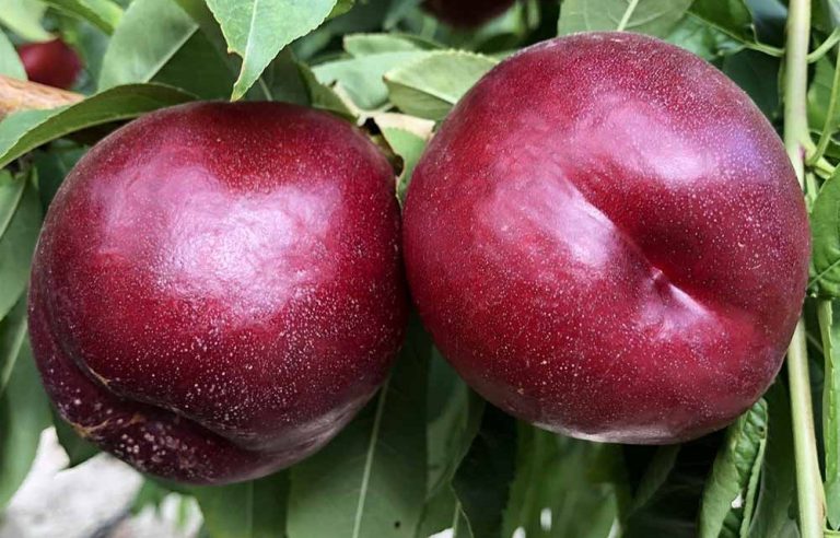 parlar-fidan-altamira-beyaz nektarın