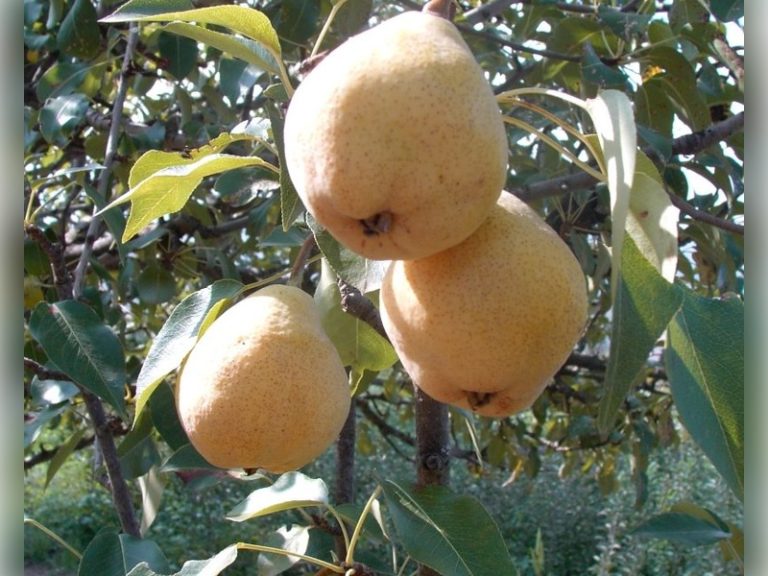 akça armut fiddanı