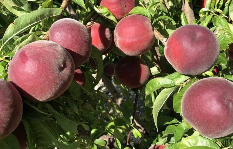 alabama beyaz şeftali