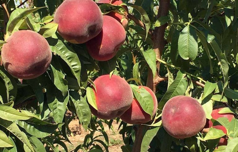 mareva beyaz şeftali