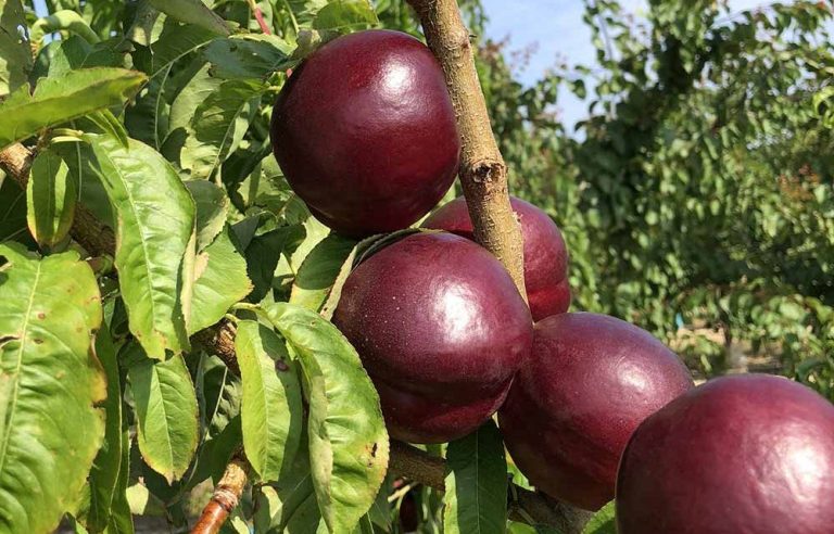 parlar-fidan-amapola-beyaz nektarın