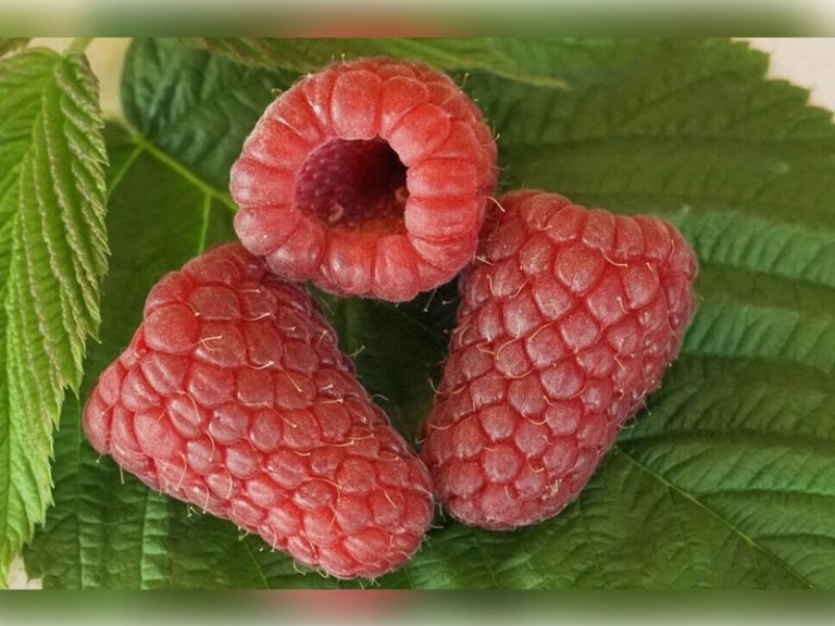 parlar-fidan-cascade-premier-968x640