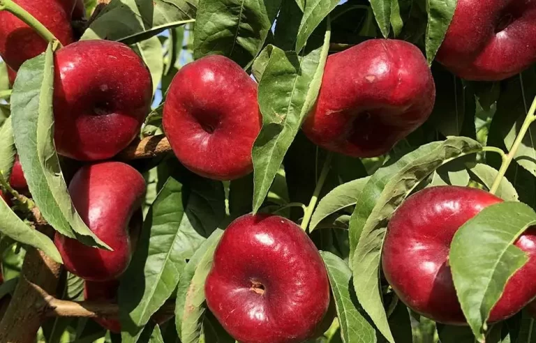 parlar-fidan-luisella-