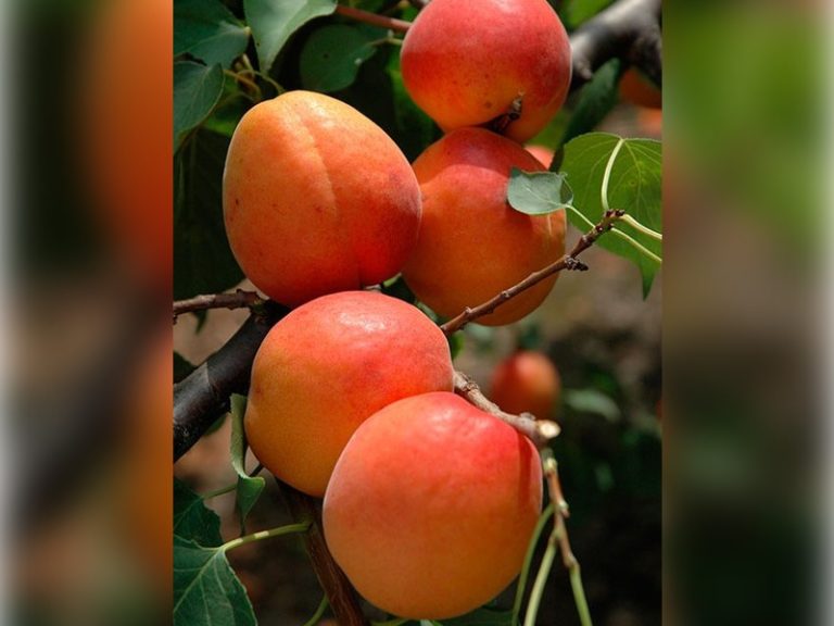 farbaly-123-500x640-1