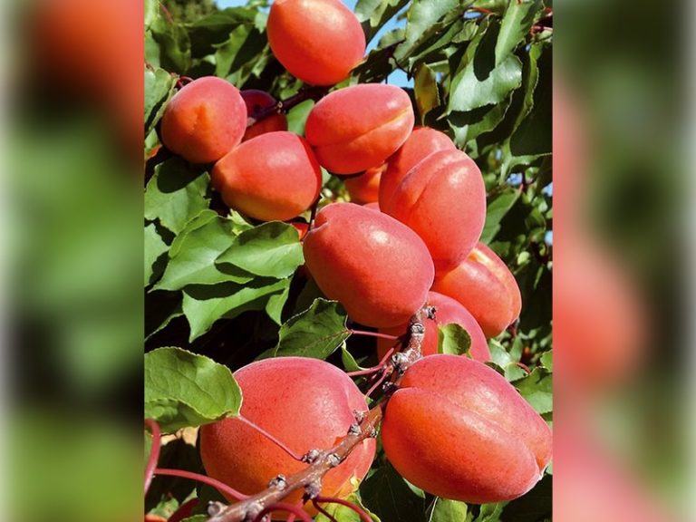 farbela-23-500x640-1