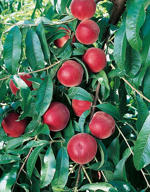 maura beyaz şeftali