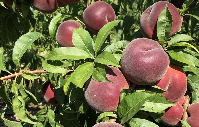 melissa beyaz şeftali