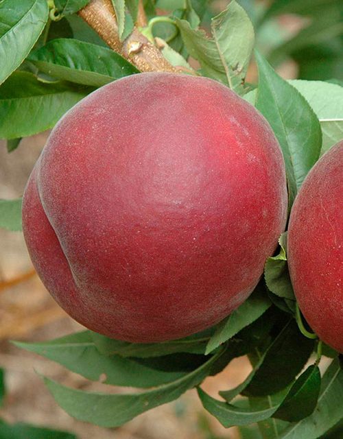 nerisa beyaz şeftali