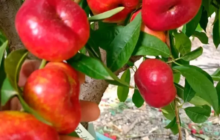 parlar-fidan-ac459-25