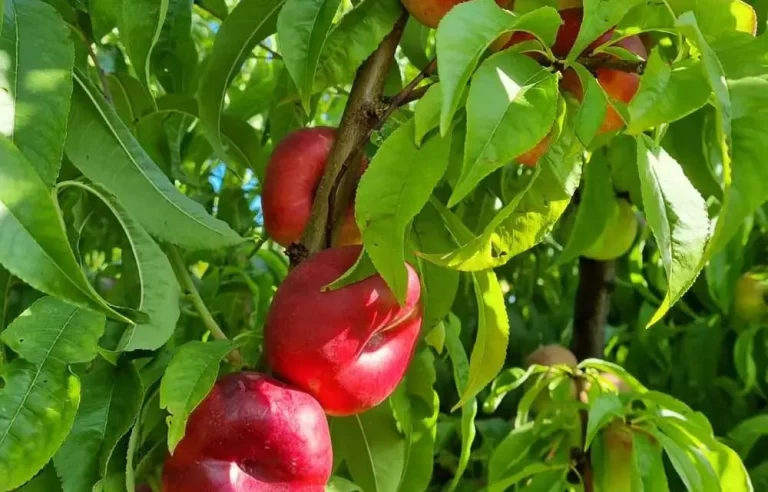 parlar-fidan-cookie-