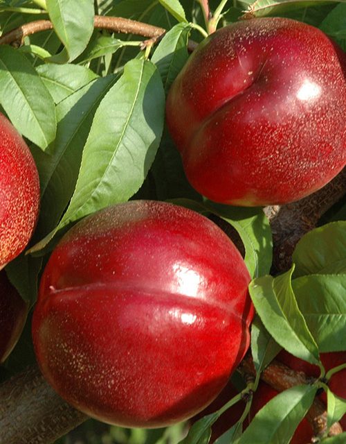 queen-glory-beyaz nektarın