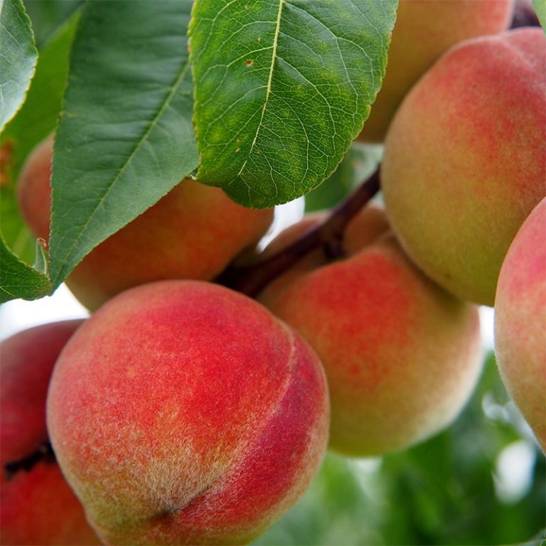 monreo peach