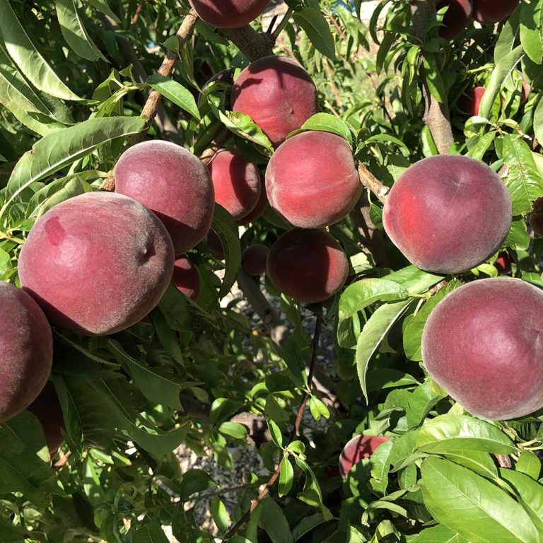 melocoton-blanco-alabama-01