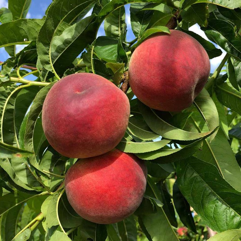 melocoton-blanco-marmara-01