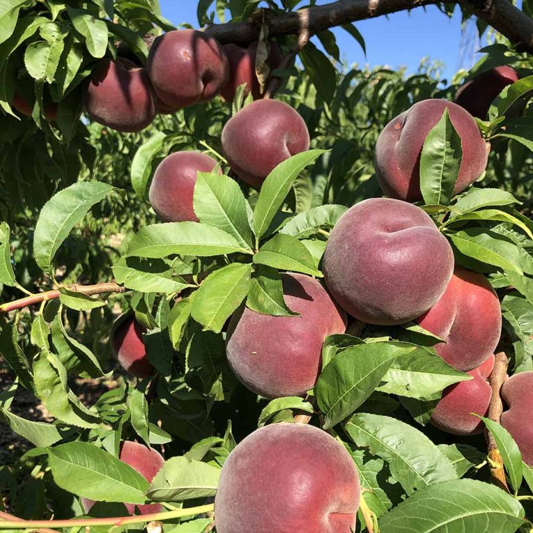 melocoton-blanco-melissa-01