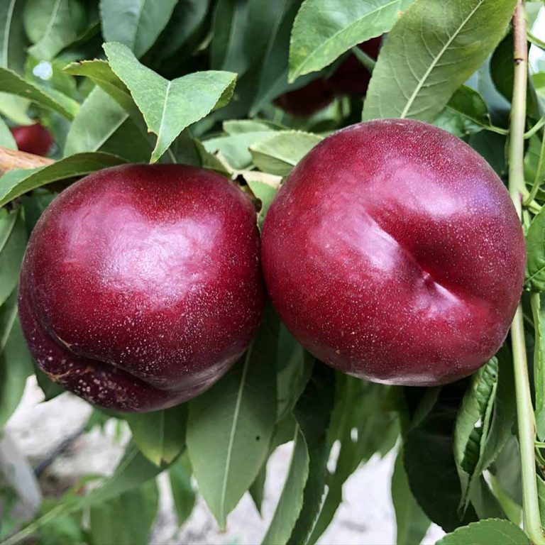 parlar fidan altamira