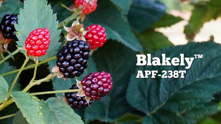 parlar fidan -blakely APF238T