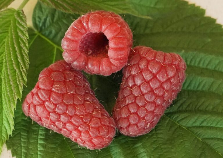 parlar fidan - cascade premier