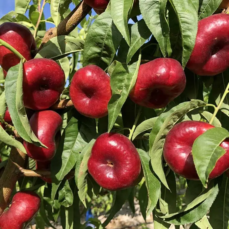 parlar fidan luisella