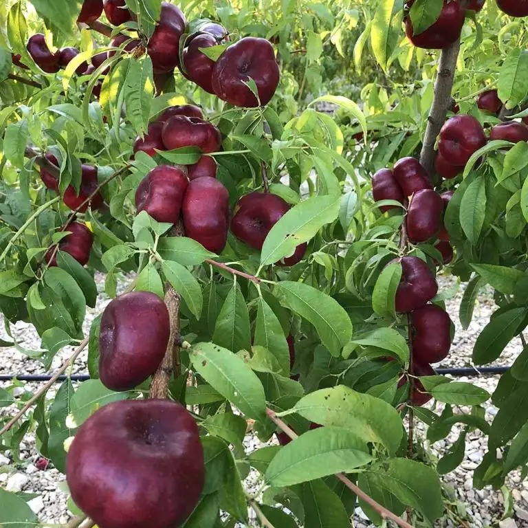 parlar fidan tintosa