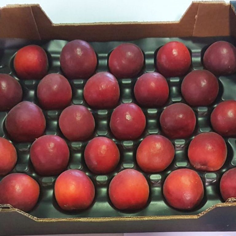 totem-5-mayo-1024x1024