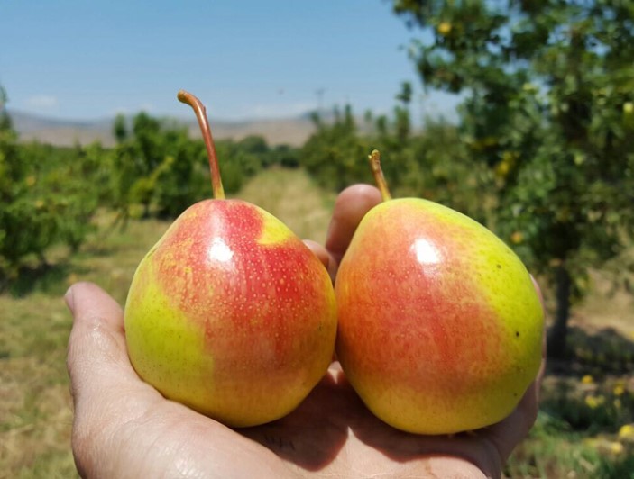 parlar fidan - armut eden2