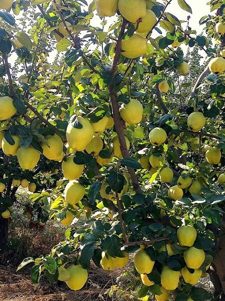 parlar fidan ekmek ayva