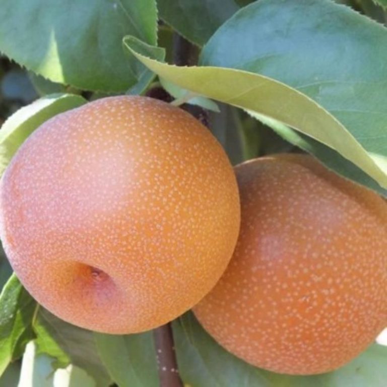 parlar fidan hosui armut