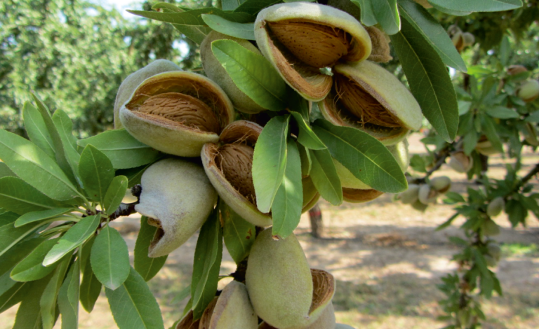 parlar fidan - badem fidanı - ferragnes